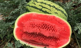 瓜视频,揭秘娱乐圈幕后故事，带你走进明星真实生活